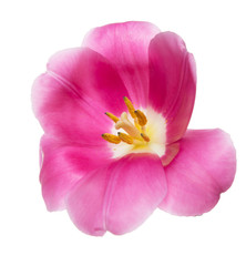 pink tulip on a white background
