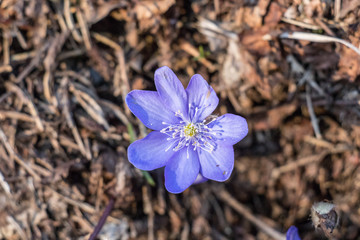 lonely hepatica in the forest