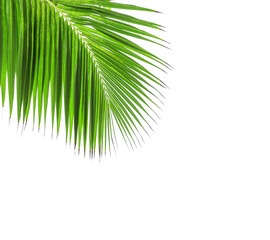 Green leaf of coconut palm tree