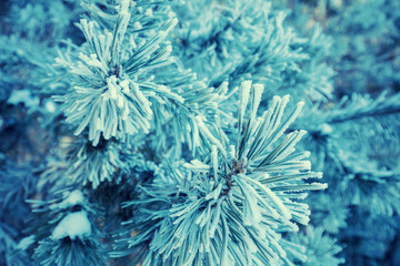 Pine branches covered with rime. Natural winter background. Winter nature. Snowy forest. Christmas background