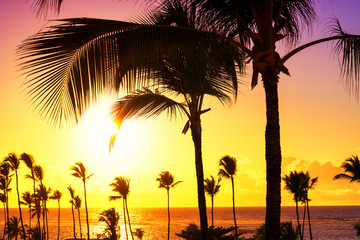 Coconut palm trees against colorful sunset