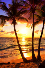 Coconut palm trees against colorful sunset in Punta Cana, Dominican Republic