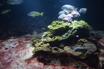 aquarium 104