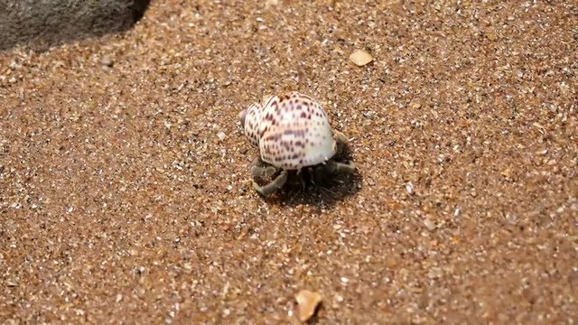 hermit crab walk on the beach