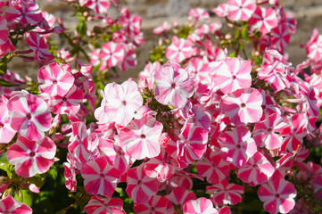Many striped red and white phlox flowers with green