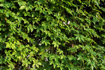 morning glory leaves for background purpose.