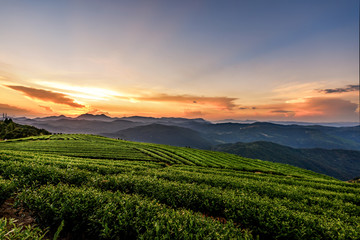 Chinese Alpine tea garden