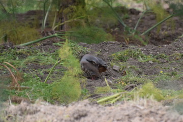 partridge hunting bird ın the forest 