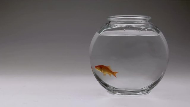 A goldfish swims from top to bottom of its bowl.