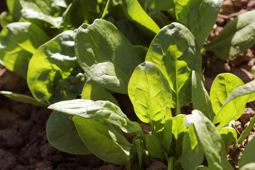 Young leaves of spinach.Sprouts spinach growing in garden. Green shoots. Young greens for salad © vaivirga
