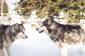 Husky dogs resting  after Iditarod
