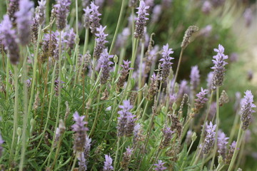 lavender blooming flower