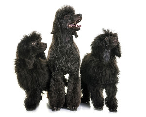 puppy and adult brown poodle