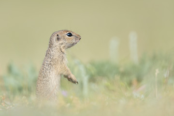 Naklejka na ściany i meble Cute European ground squirrel standing and watching on a field of green grass,Spermophilus citellus