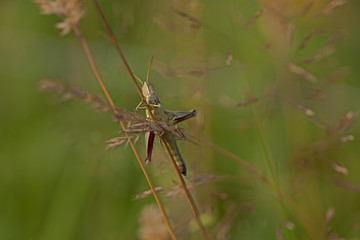 criquet insecte orthoptère