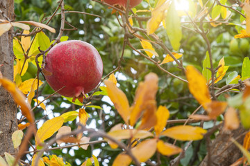 Ripe red garnet on a branch with dry yellow leaves. Rays of autumn sun