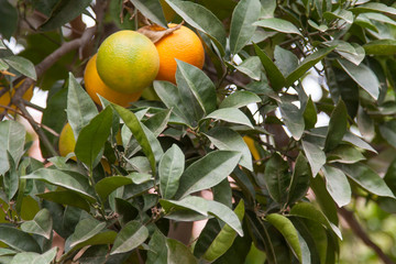 Ripening oranges on a branch