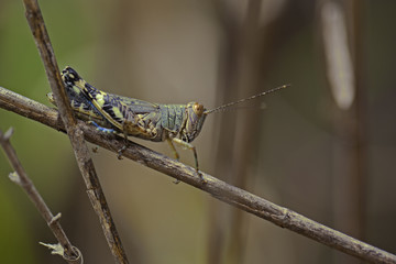 criquet insecte orthoptère