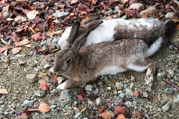 2 rabbits (brown and white) lie side by side on stony ground