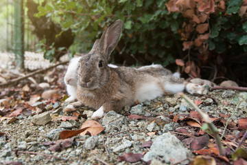 2 rabbits (brown and white) lie side by side on stony ground