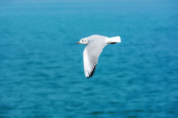 Fototapeta na wymiar White seagull in the sky against a background of blue sea. Sea bird. Summer. Fly. Space for text.