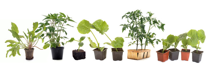 vegetables plants in studio