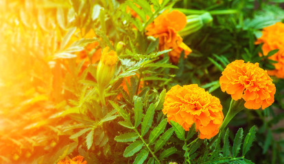 Marigolds flowers. green leaves. celebration. gift.