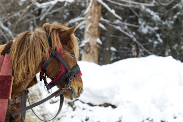 Close up of one horse in winter