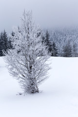 One tree covered with snow in forest