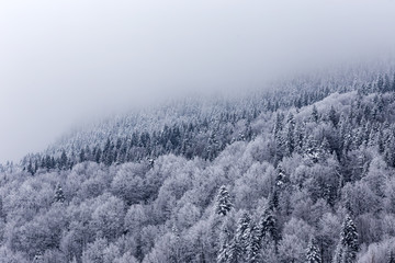 Frozen winter forest in the fog