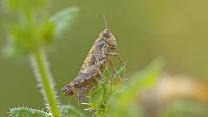criquet insecte orthoptère