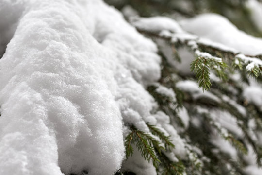 Fototapeta Pine branches covered in snow