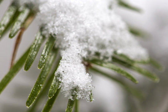 Fototapeta Pine branches covered with snow