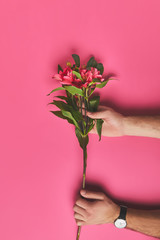 cropped shot of man holding branch of Alstroemeria flowers, mothers day concept