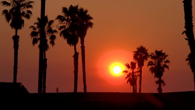 A sunset behind palm trees along a California beach.