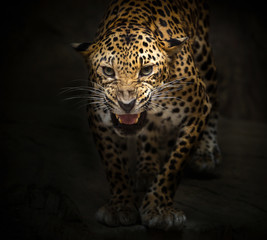 Fototapeta na wymiar Leopard is roaring on a black background.