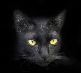 The face of a black cat on a black background.