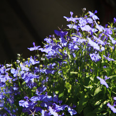 Blue Trailing Lobelia Sapphire flowers or Edging Lobelia, Garden Lobelia . Latin name Lobelia Erinus 'Sapphire', small blue flowers in the rays of the summer sun. Spring concept