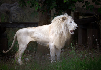 Fototapeta na wymiar White male lion standing in a forest atmosphere in a zoo.