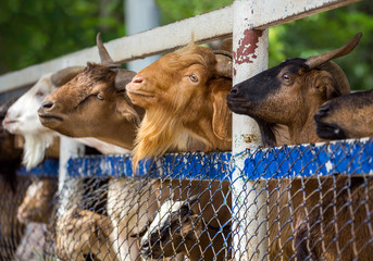 Goat farm waiting for food.