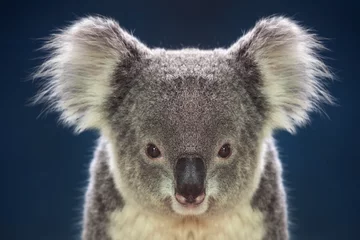 Foto op Plexiglas Gezicht van koala& 39 s op een donkere achtergrond. © MrPreecha