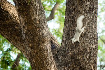 White squirrel on a tree