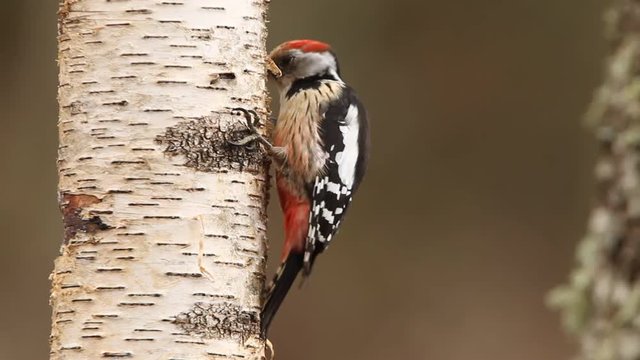 Middle spotted woodpecker. Dendrocopos medius