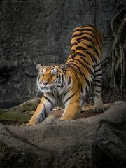 Zelfklevend Fotobehang The action of the tiger stretch lazily. © MrPreecha