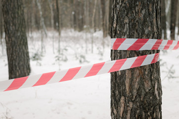 Security protection tape bound on pine trees in snow covered winter forest background. Forbidden...