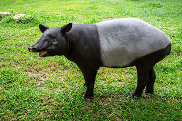 Tapir standing in green grass.