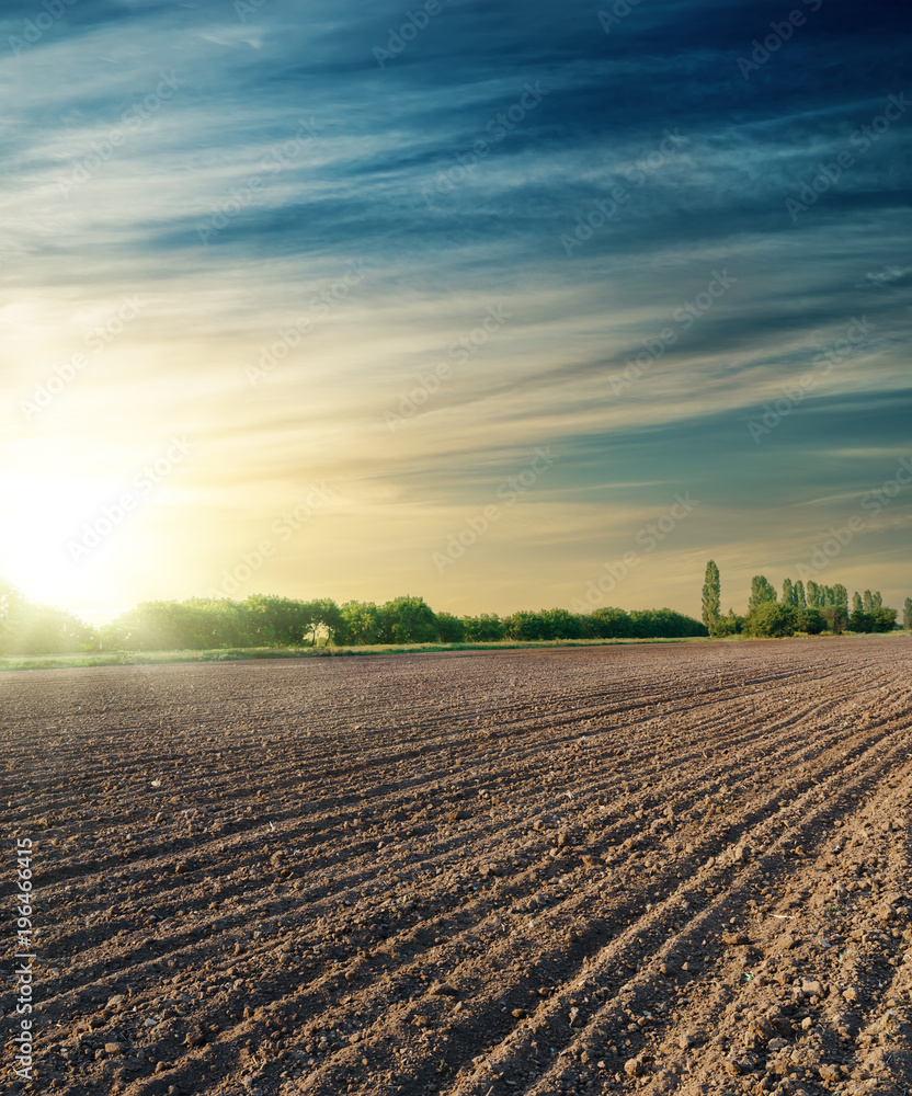 Wall mural black agriculture field in sunset