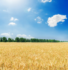 golden agriculture field and clouds with sun in blue sky