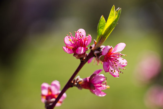 blossoming peach branch at spring