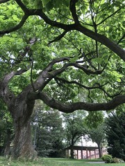 Naklejka premium Tree